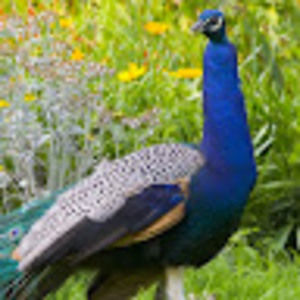 Meet your Posher, Quakerparrot04